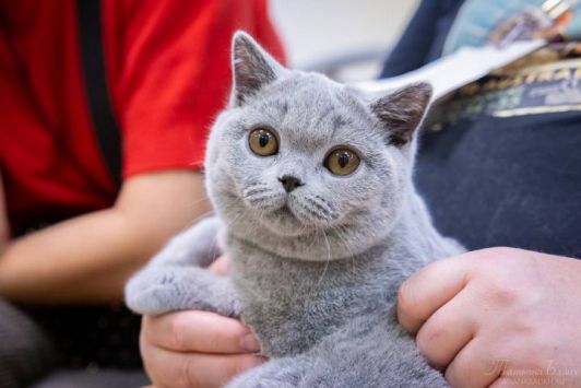 Выбор правильного котенка британской кошки: руководство для новых владельцев